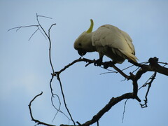 Cacatua galerita