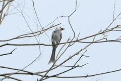 Dicrurus leucophaeus leucogenis