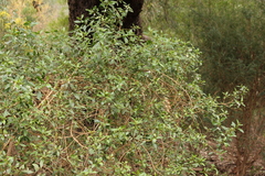 Myoporum petiolatum