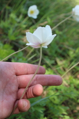 Anemonoides sylvestris