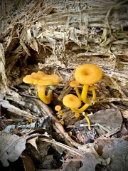 Craterellus ignicolor