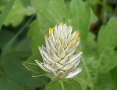 Gomphrena celosioides
