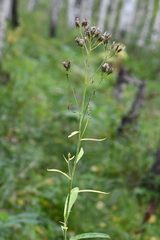 Saussurea parviflora