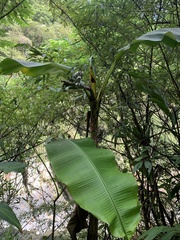 Musa