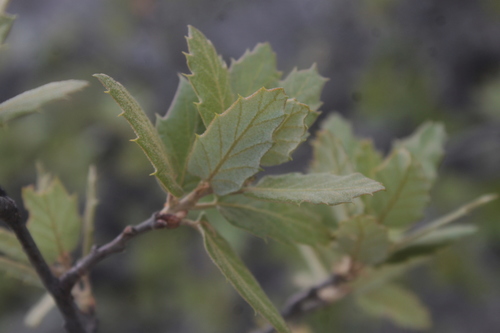 Quercus praeco