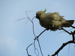 Cacatua galerita