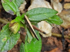 Phlaeoba antennata