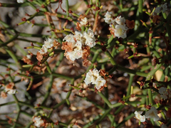 Eriogonum heermannii