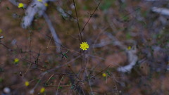 Podolepis capillaris