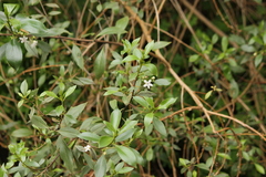 Myoporum petiolatum