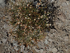 Eriogonum heermannii