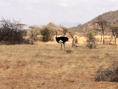 Struthio molybdophanes