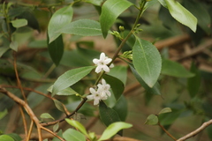 Myoporum petiolatum