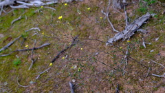 Podolepis capillaris