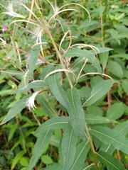 Chamaenerion angustifolium