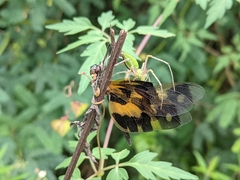 Rhyothemis variegata