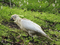 Cacatua galerita