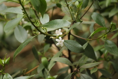 Myoporum petiolatum