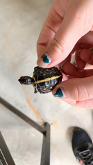 Terrapene carolina bauri