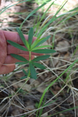 Trifolium lupinaster