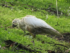 Cacatua galerita