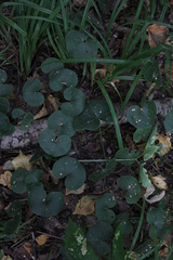 Asarum europaeum