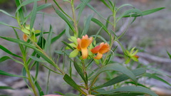 Eremophila oldfieldii