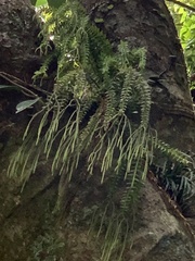 Phlegmariurus phlegmaria