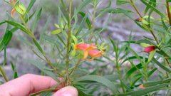 Eremophila oldfieldii