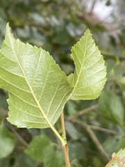 Betula pubescens