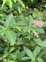 Medinilla formosana