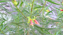 Eremophila oldfieldii