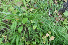 Trifolium lupinaster