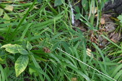 Trifolium lupinaster