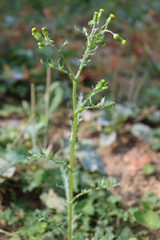 Senecio vulgaris