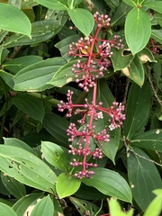 Medinilla formosana