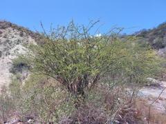 Vachellia farnesiana