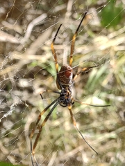 Trichonephila plumipes