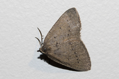 Tapinogyna perichroa