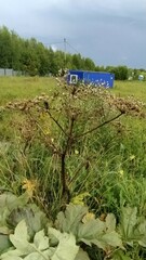 Heracleum dissectum