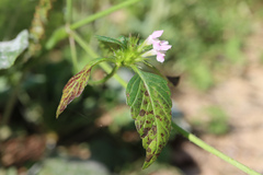 Galeopsis