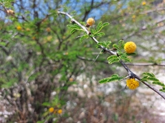 Vachellia farnesiana