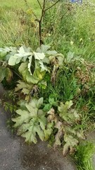 Heracleum dissectum