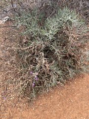 Limoniastrum monopetalum