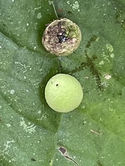 Cynipoidea