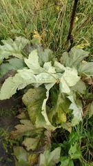 Heracleum dissectum