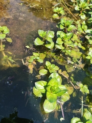 Ludwigia palustris