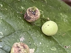Cynipoidea