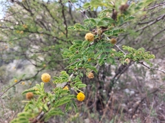 Vachellia farnesiana
