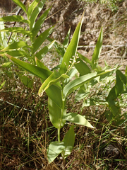 Maianthemum stellatum